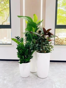 余姚专业花木租赁，花卉绿植装点美好生活